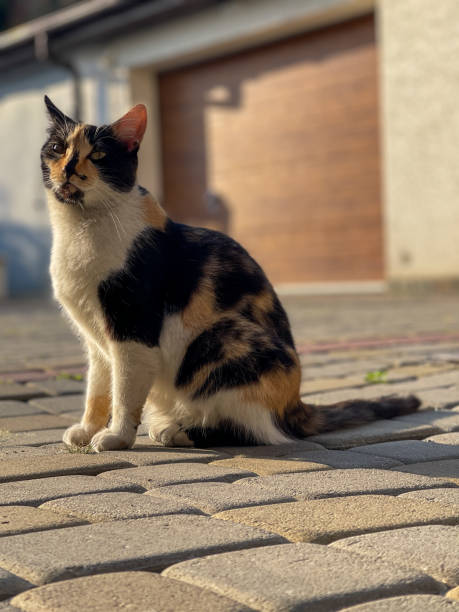 istock colorful cat 5 2169465526