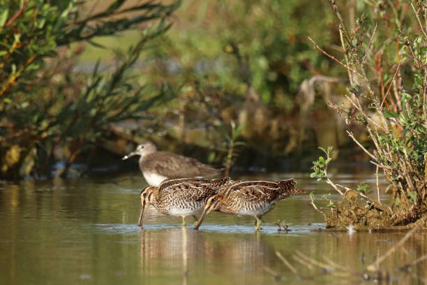 istock Common Snipe - Snipe (Gallinago gallinago) & Green Sandpiper - Redshanker (Tringa ochropus). 2169465542