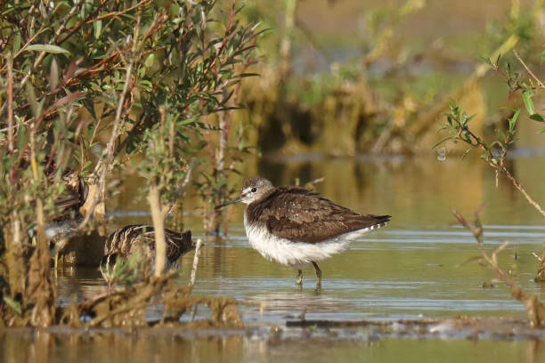 istock Green Sandpiper - Redshanker (Tringa ochropus). 2169465565