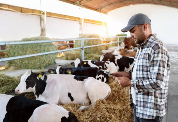 istock Livestock inspector using a digital tablet to check cows on the farm 2169468575
