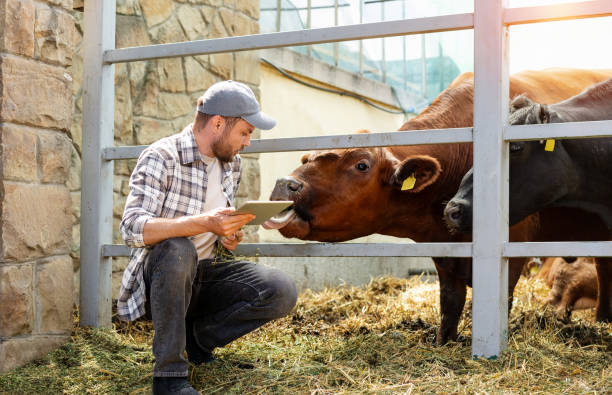 istock Farm worker with a digital tablet checking cows in the paddock at a livestock farm. 2169468645