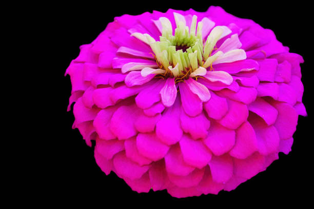 istock Isolated Zinnia Flower Macrophotography 2169469240