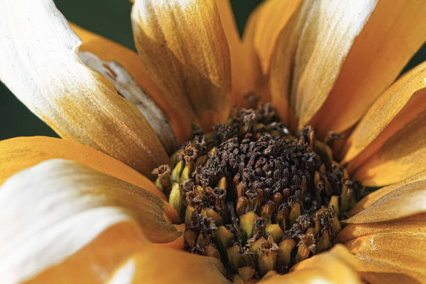 sunflowers bloom. at the center of the sunflower there are sunflower seeds that can later be used for breeding the flower itself. many insects are coming in this section. macro photography.