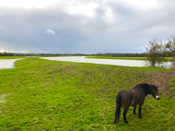 istock Pony in Somerset England 2169472808