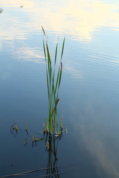 istock A plant in the water 2169474286