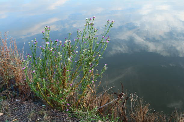 A plant with flowers on it. Outdoor. Sky. Grass. Mountain. Plant