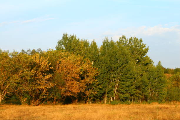 A colorful woodland among the fields of the countryside