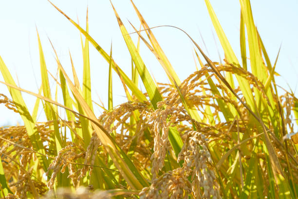 ricefield in thailand