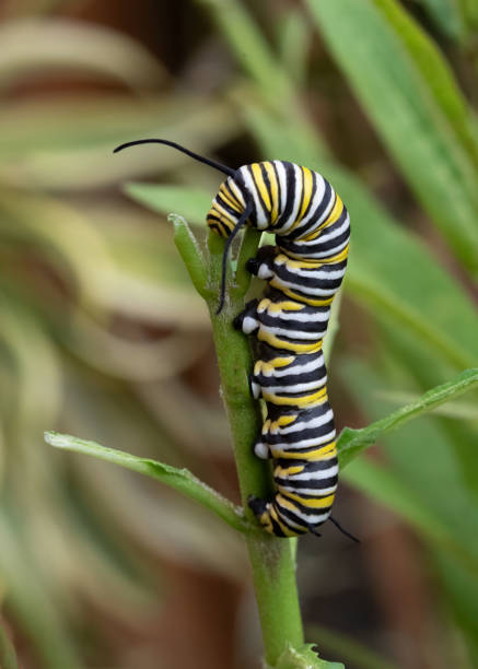 istock Monarch Caterpillar Stands Upright While Eating Milkweed 2169475372