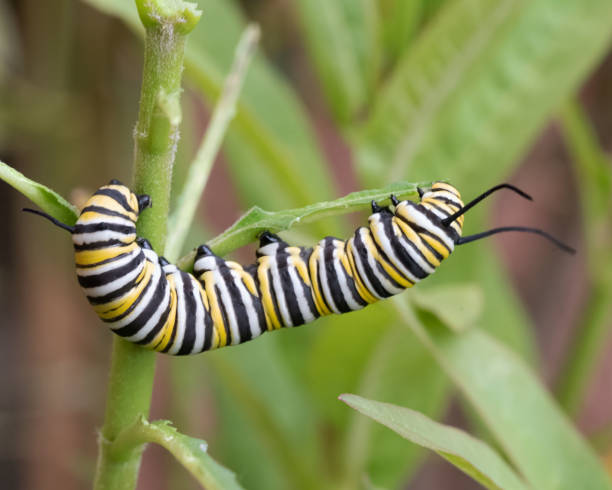 Monarch Caterpillar Nibbles Milkweed Leaves