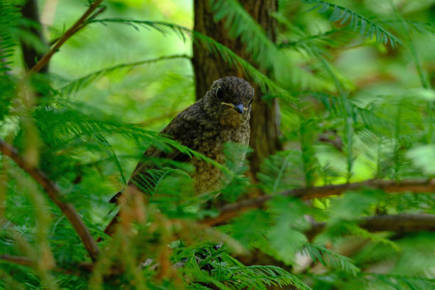 Bird on a branch in the forest, close-up, selective focus