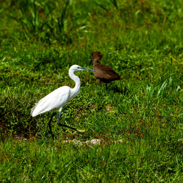 Egret with Hamerkop in wildlife