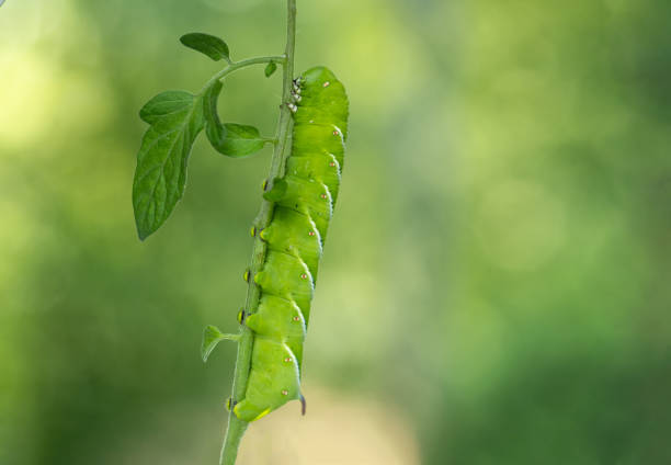 Tobacco Hornworm, Manduca sexta, a green caterpillar in late larvae stage, closeup on tomato stem