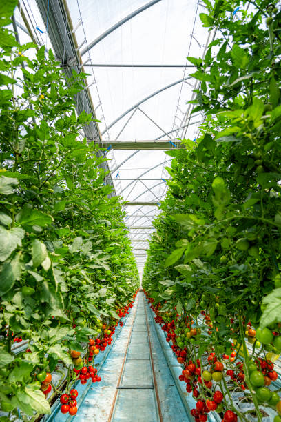 Strawberry farm greenhouse