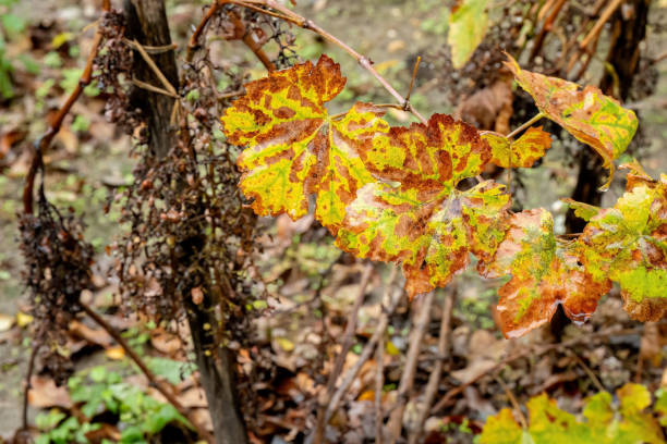 Close-up of a damaged leaf in a forest