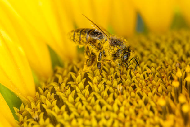 Bee collecting pollen on a sunflower