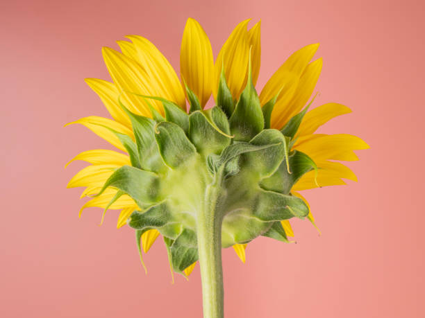 Sunflower head on pink background