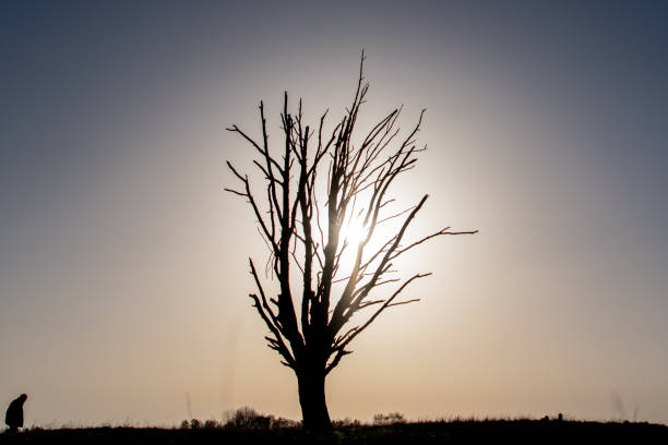 Silhouette of a bare tree in backlight with a bent walking person on the horizon
