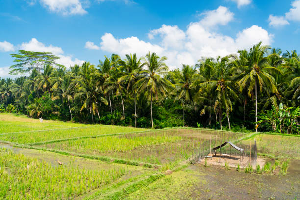 Rice paddy in Ubud, Bali, Indonesia on a sunny day.