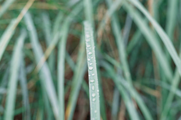 Close up of dune grass with raindrops