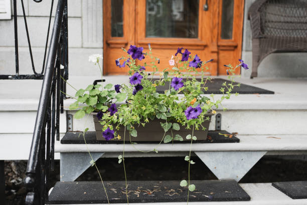 Old granite stone stairs with potted plants on yellow building facade, European street. decorative potted plants. stairs up. High quality photo