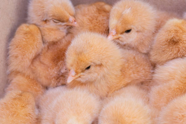 Close up newborn chicken, chicken farm
