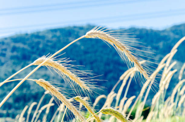 Canadian wildrye - Elymus canadensis, synonyms including Elymus wiegandii