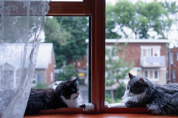 animal, domestic cat, two animal, window