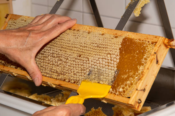 istock A beekeeper produces honey from filled honeycombs 2169489551