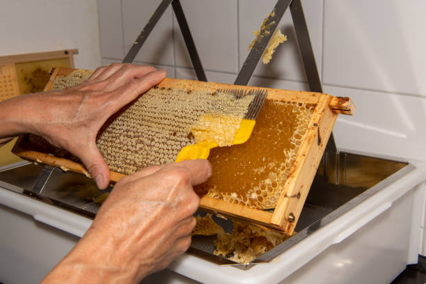 istock A beekeeper produces honey from filled honeycombs 2169489557