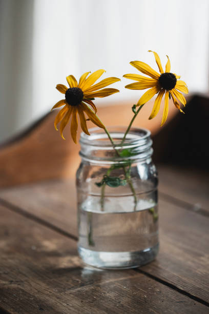 Daisy, yellow, flower, still life