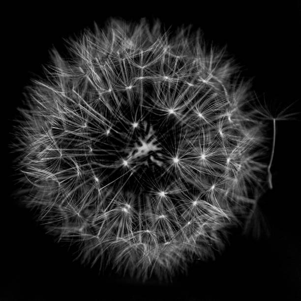 istock Close-up of a dandelion 2169489857