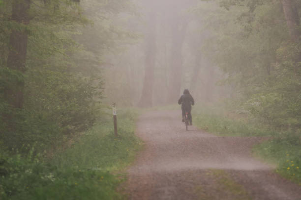 A cyclist rides through a forest in the rain