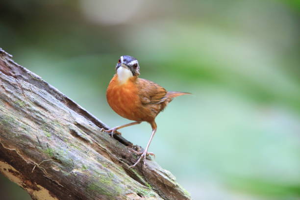 istock Malayan Black-capped Babbler (Pellorneum nigrocapitatum) in Malay Peninsula 2169491143