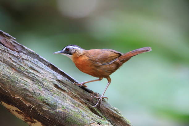 istock Malayan Black-capped Babbler (Pellorneum nigrocapitatum) in Malay Peninsula 2169491144