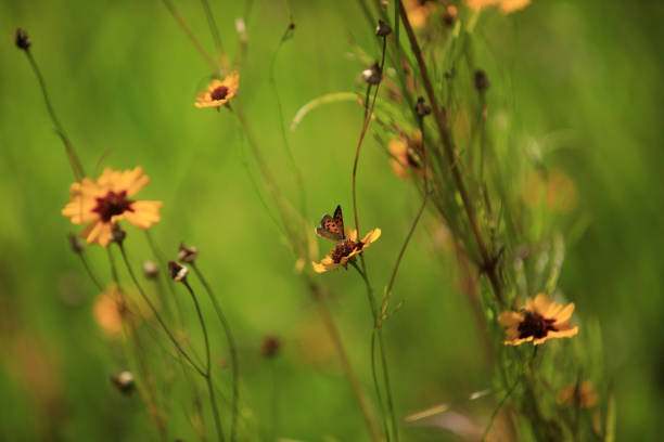 Summer flowers and butterflies background material
