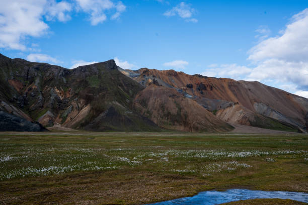 This image presents a broad view of the Landmannalaugar highlands, with a focus on the expansive valley floor that stretches out before a range of rugged, colorful mountains. The valley is dotted with delicate white wildflowers, adding a touch of softness to the otherwise stark landscape. The mountains in the background rise steeply, displaying layers of green, brown, and rust-colored earth, indicative of the region's volcanic origins. The sky is mostly clear, with a few scattered clouds, providing a backdrop of soft blue that contrasts with the earth tones of the mountains. A small stream meanders through the valley, reflecting the sky and adding a serene element to the scene. This image captures the tranquility and natural beauty of Iceland's interior, where the vast, open spaces invite contemplation and a deep appreciation for the raw power of nature.