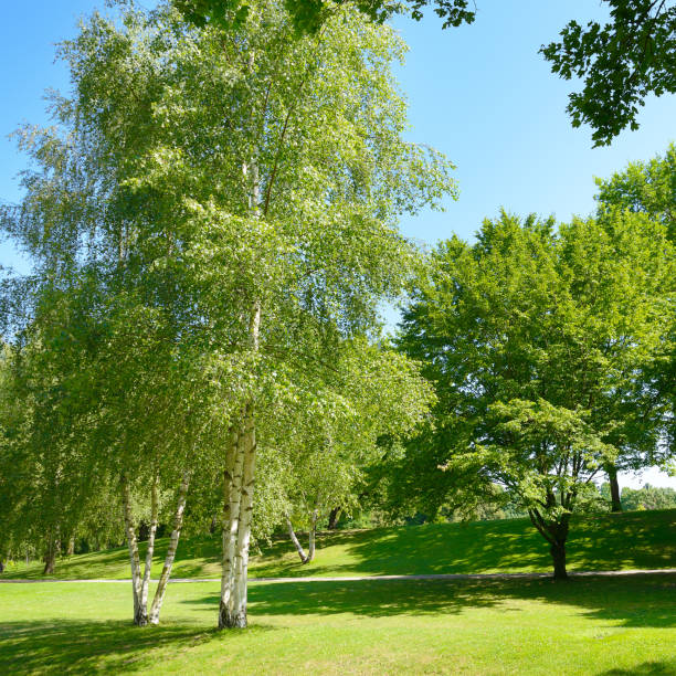 Beautiful meadow with green grass in large public park.