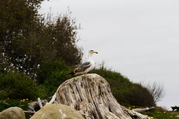Lone Seagull Standing On Driftwood Log Overcast Sky Green Plants In Background California