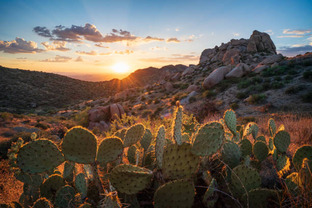 istock Prickly pear cactus sunset in Sonoran Desert 2169494361