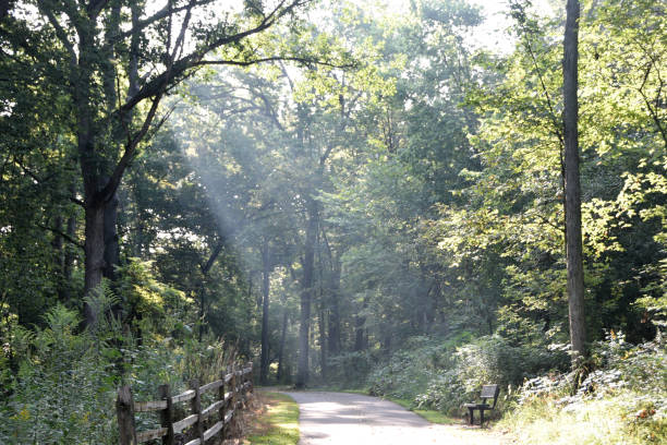 God rays through the trees onto the bike path in the morning.