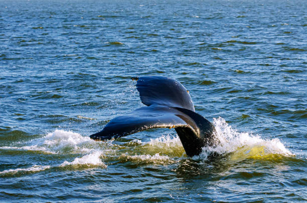 Humpback whale (Megaptera novaeangliae), feeding on anchovies, with it's tail raised above the ocean surface, as it dives down below the ocean surface.
