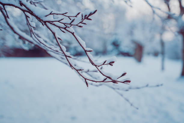 Snow Coverd Branch of a Tree Close Up on a Cold Winter Day