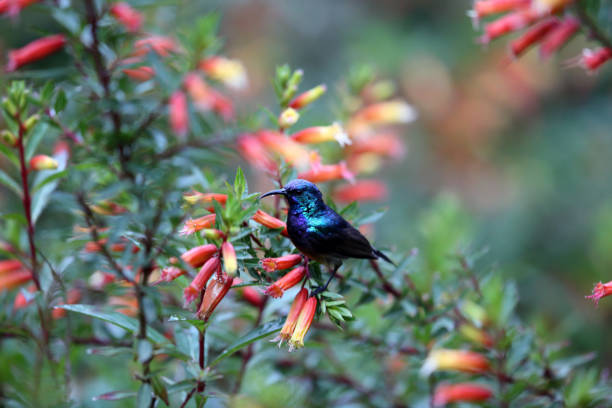 The variable sunbird or yellow-bellied sunbird (Cinnyris or Nectarinia venustus) in Nyungwe National Park, Rwanda