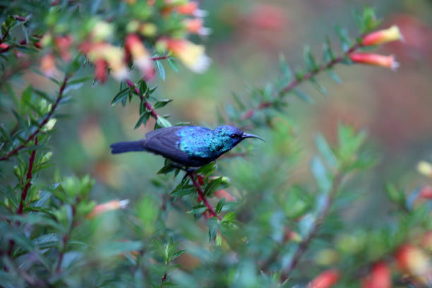 The variable sunbird or yellow-bellied sunbird (Cinnyris or Nectarinia venustus) in Nyungwe National Park, Rwanda