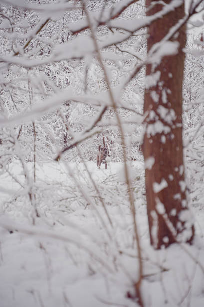 istock Alano Espanol Mastiff Dog Going for a Walk in a Forest with Snow During Winter 2169497276