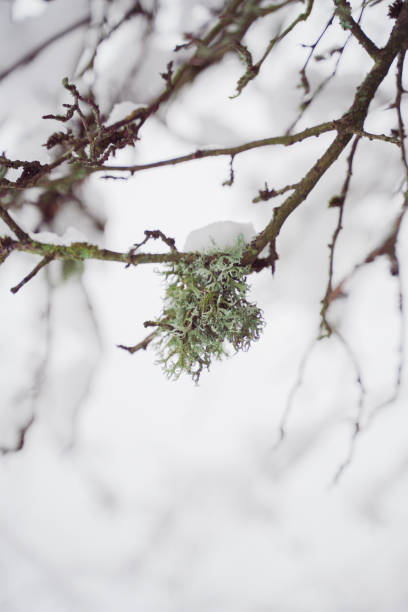 Decayed branch of a Tree Covered with Snow in the WInter
