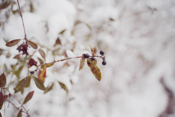 currant berry fruits at the tree