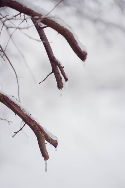 Cut Wooden Branch with Icicel Covered with Snow in the Winter