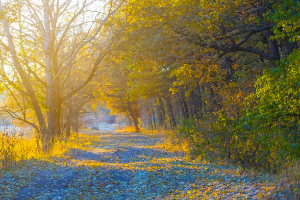 ground road through the red autumn forest
